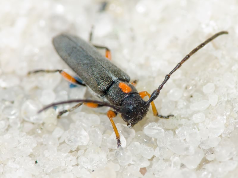 Phytoecia pustulata (Schrank, 1776)
